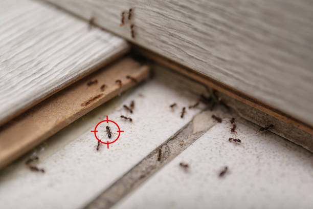 Best Best Pest Control Companies  in Watsontown, PA